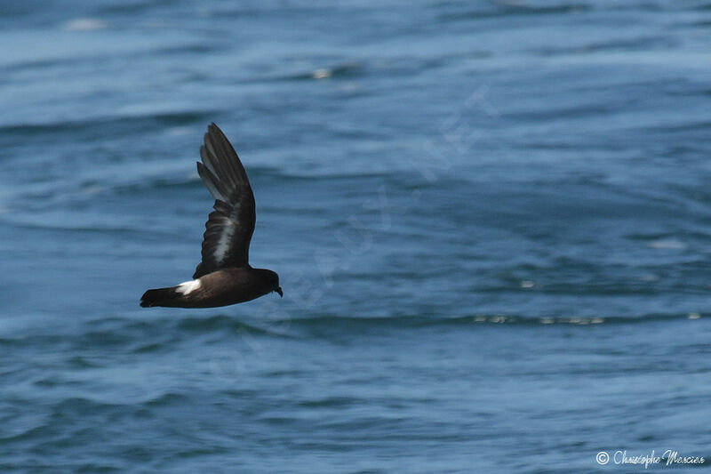 European Storm Petrel