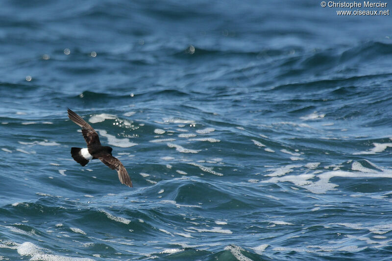 European Storm Petrel