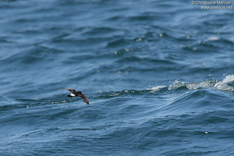 European Storm Petrel