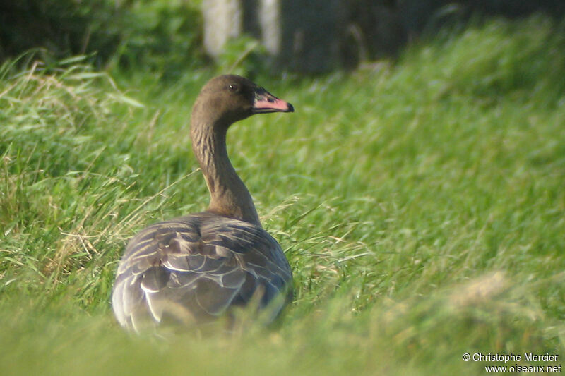 Pink-footed Goose