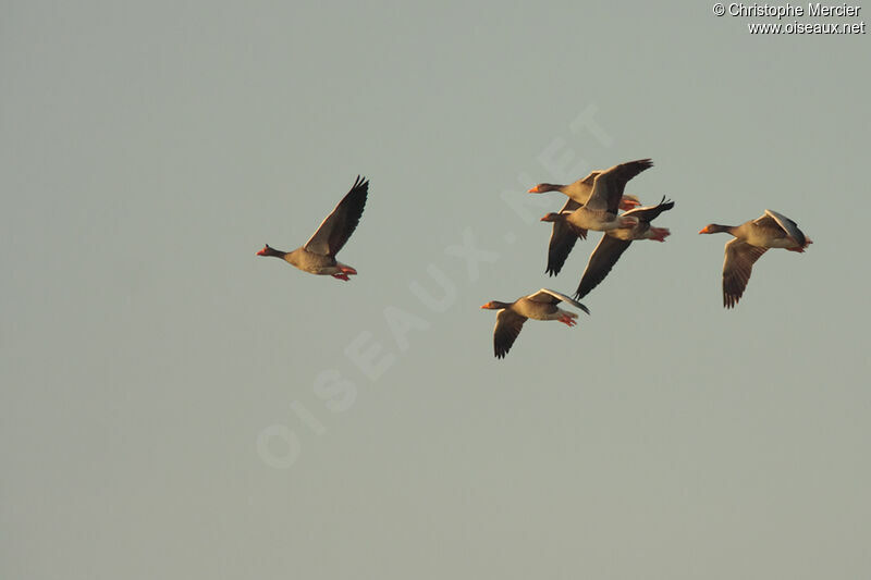 Greylag Goose