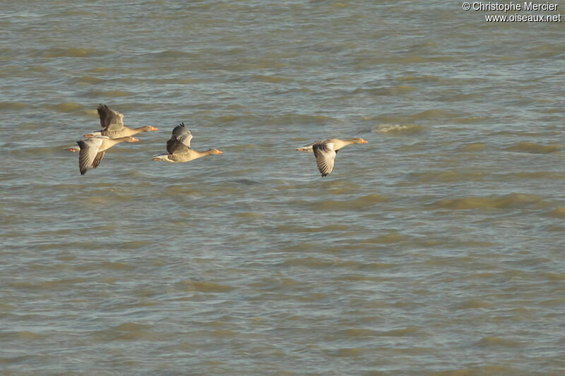 Greylag Goose