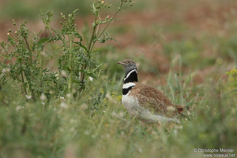 Little Bustard