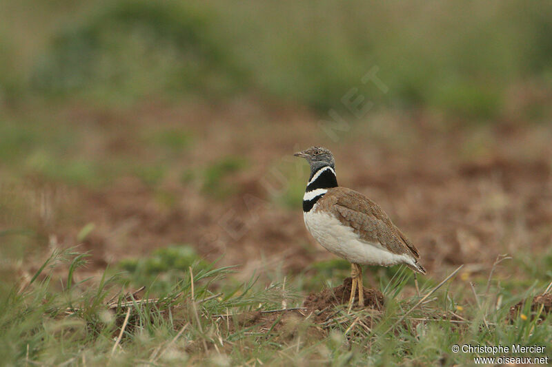 Outarde canepetière