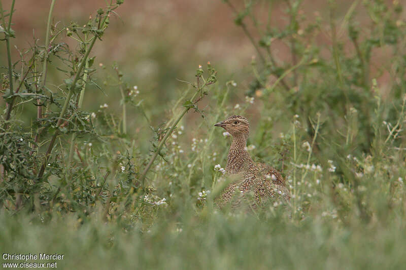 Outarde canepetière femelle, habitat