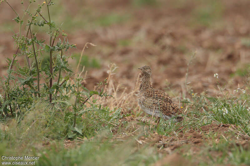 Outarde canepetière femelle adulte, identification