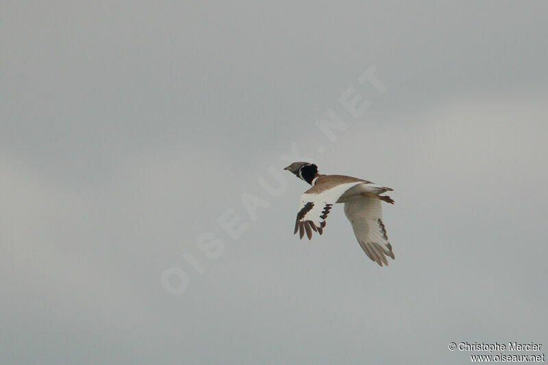 Little Bustard