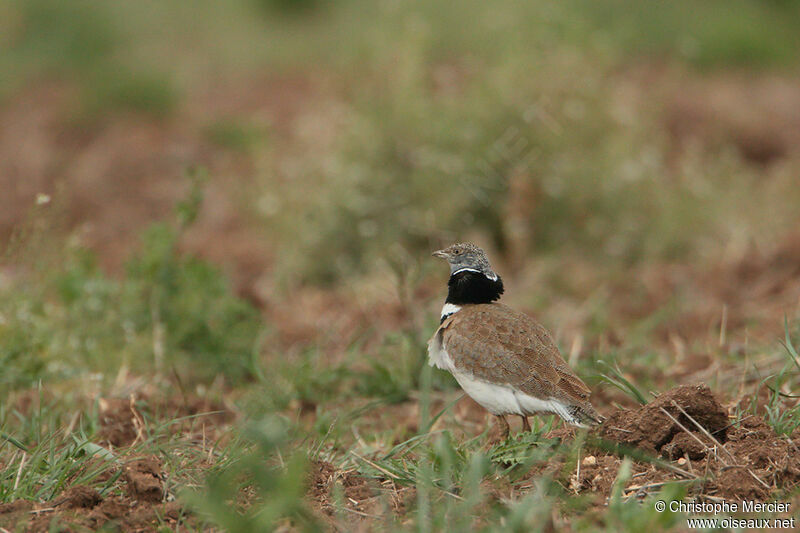 Little Bustard