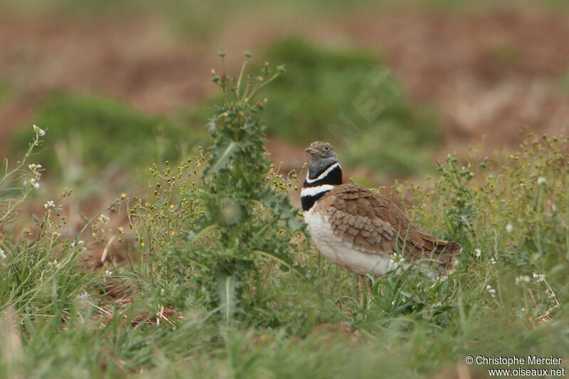 Little Bustard