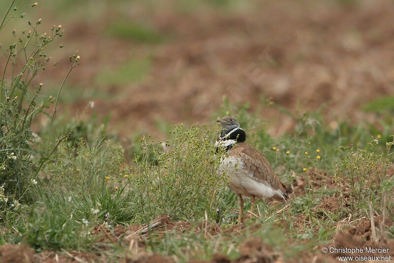 Little Bustard