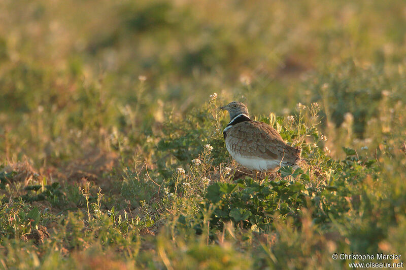 Little Bustard