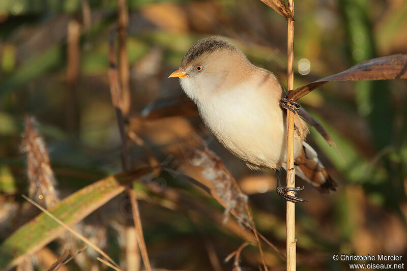 Bearded Reedling