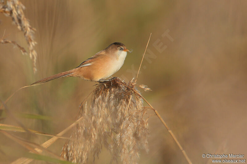 Bearded Reedling