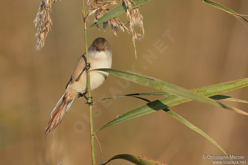 Bearded Reedling