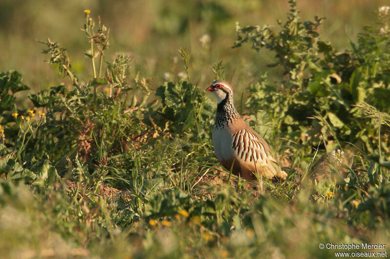 Red-legged Partridge