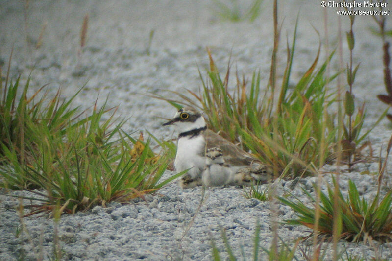 Little Ringed Plover