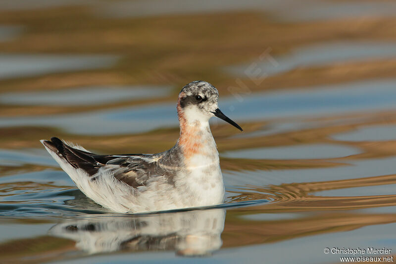 Phalarope à bec étroit