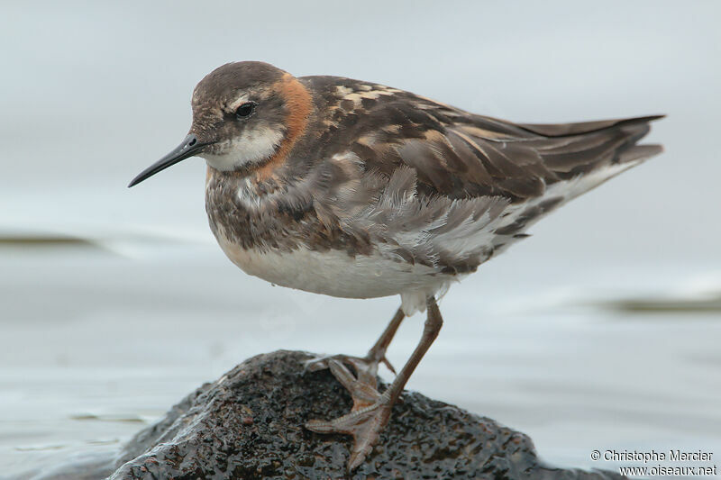 Phalarope à bec étroit