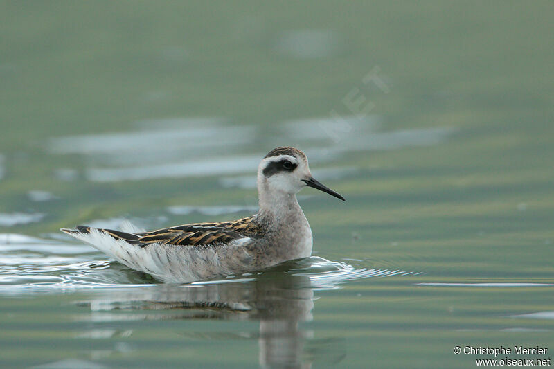 Phalarope à bec étroit