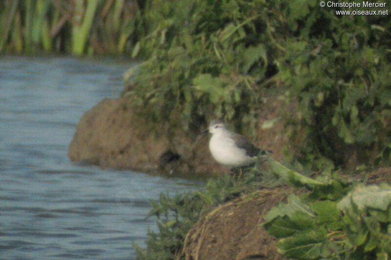 Wilson's Phalarope