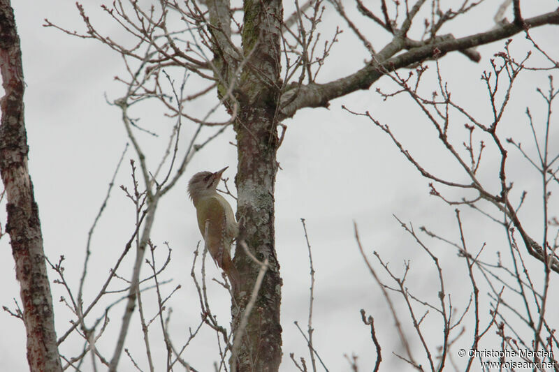 Grey-headed Woodpecker