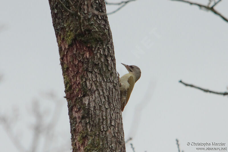 Grey-headed Woodpecker