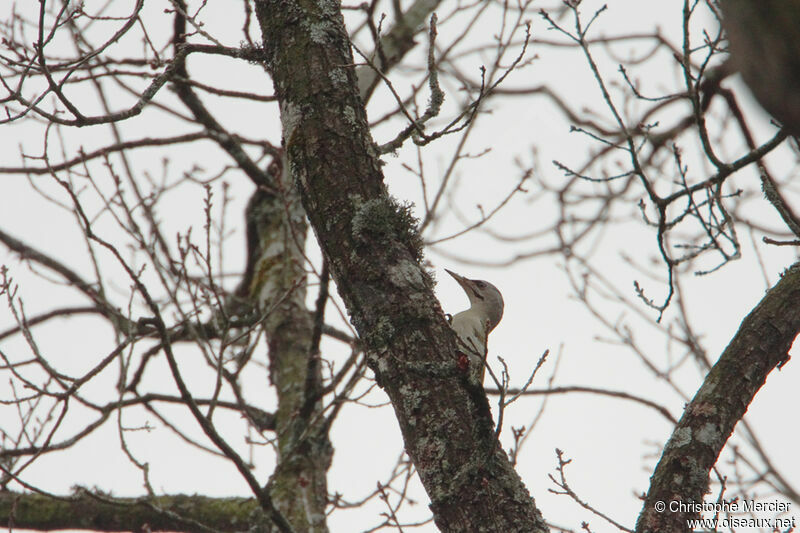 Grey-headed Woodpecker