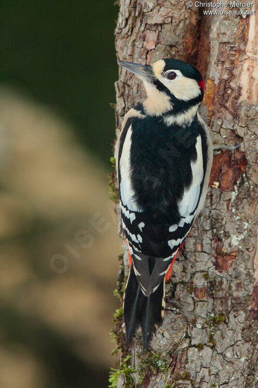 Great Spotted Woodpecker