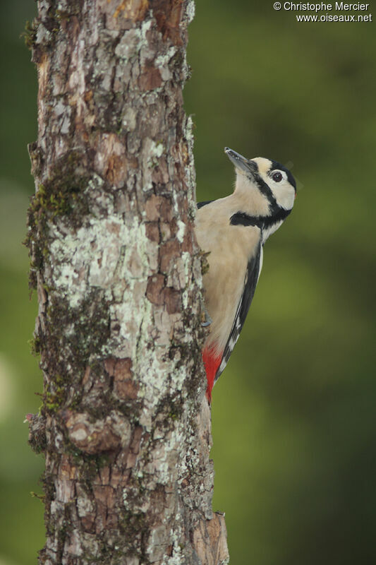 Great Spotted Woodpecker