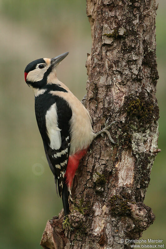 Great Spotted Woodpecker