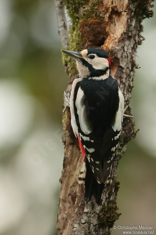 Great Spotted Woodpecker