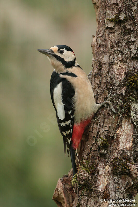 Great Spotted Woodpecker