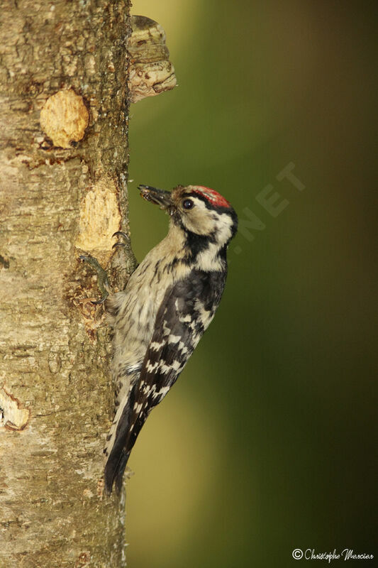 Lesser Spotted Woodpecker