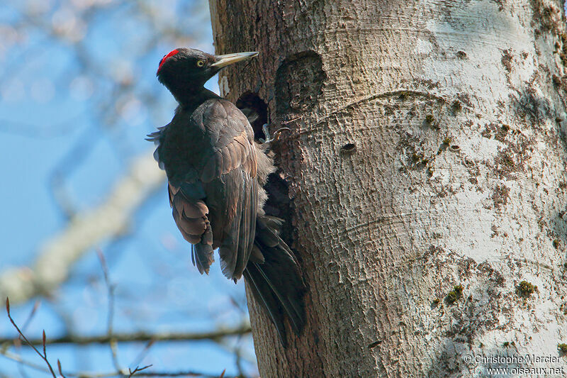 Black Woodpecker