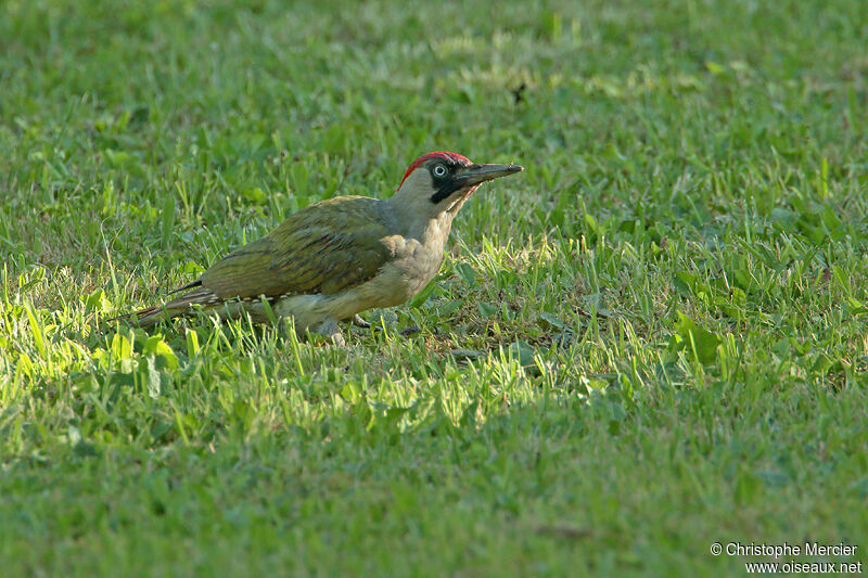 European Green Woodpecker