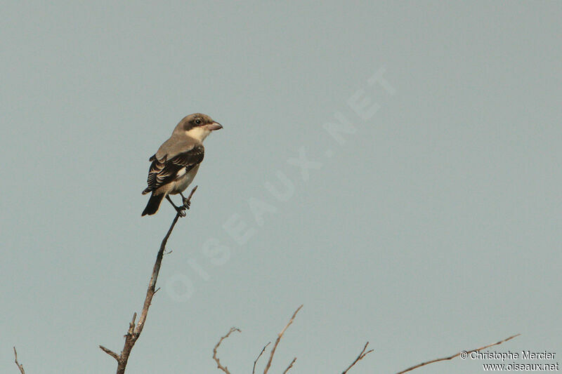 Lesser Grey Shrike