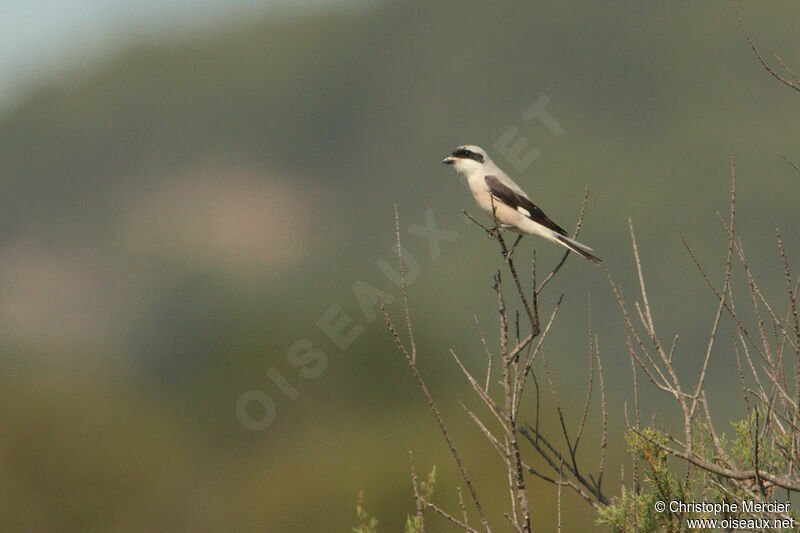 Lesser Grey Shrike