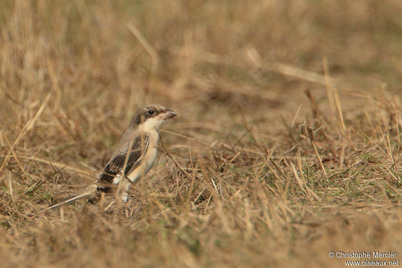 Lesser Grey Shrike