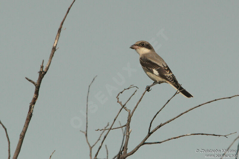 Lesser Grey Shrike