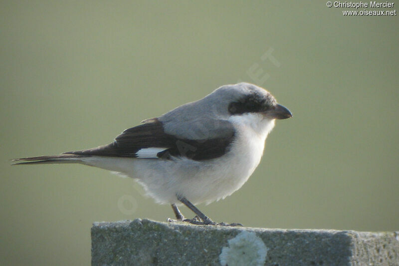 Lesser Grey Shrike