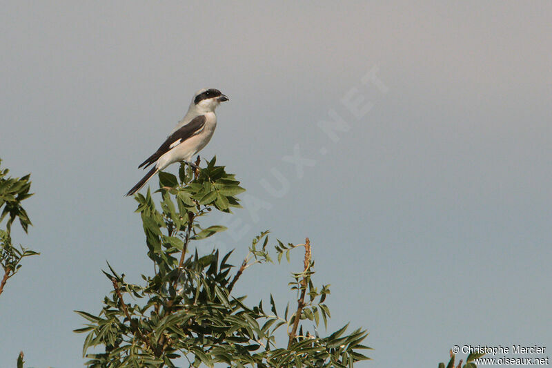 Lesser Grey Shrike