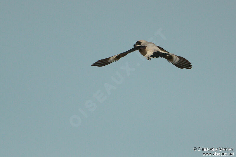 Lesser Grey Shrike