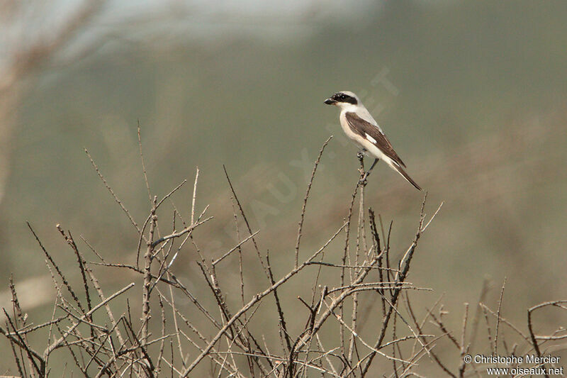 Lesser Grey Shrike