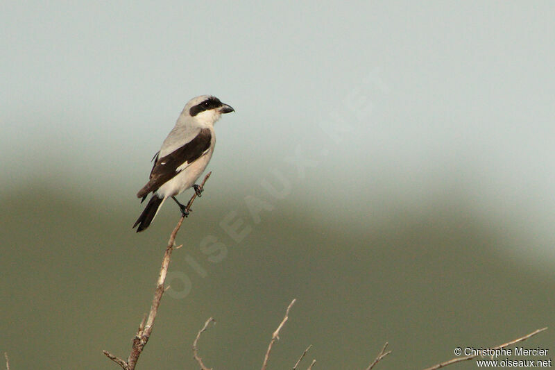 Lesser Grey Shrike