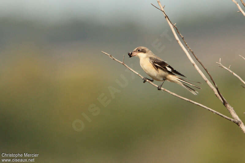 Lesser Grey ShrikeFirst year, feeding habits