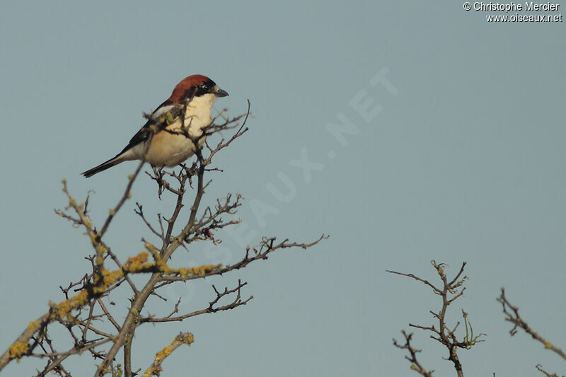 Woodchat Shrike