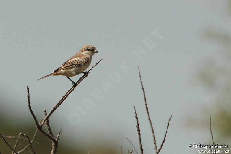 Woodchat Shrike