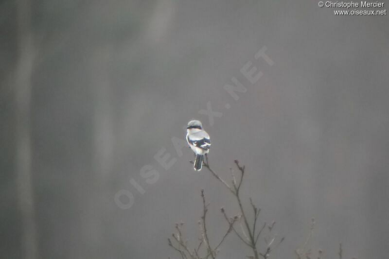 Great Grey Shrike