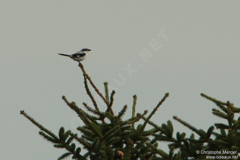 Great Grey Shrike