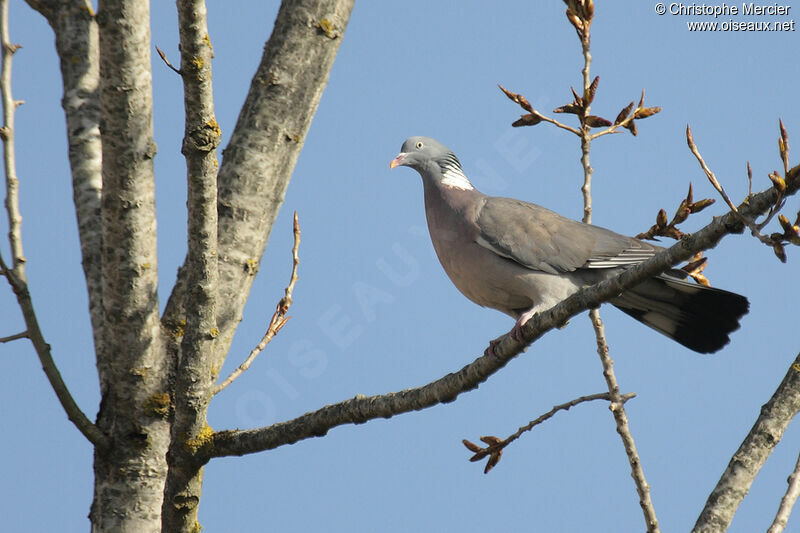 Common Wood Pigeon